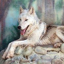 Archives du Blog » Langage de loup - Les ANIMAUX et leurs ... | Loup | Scoop.it