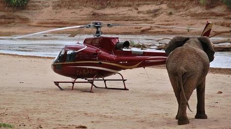 Au Kenya, Google et sa technologie au secours des éléphants | Actualités Afrique | Scoop.it