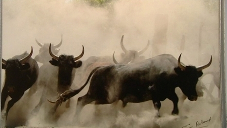 Quel avenir pour la course camarguaise ? | Camargue Nature | Scoop.it