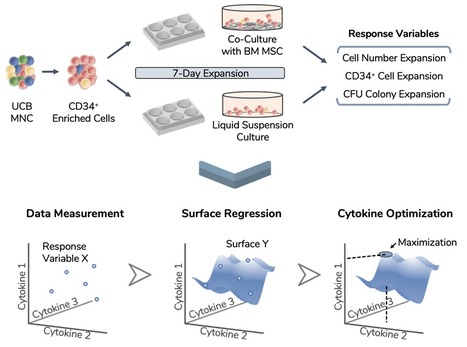 Tailored Cytokine Optimization for ex vivo Expansion of Human Hematopoietic Stem/Progenitor Cells | iBB | Scoop.it