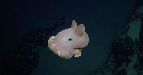 Plus de 100 nouvelles espèces étonnantes découvertes près de montagne sous-marines | La Touline - | Scoop.it