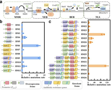 Genome-wide hypermutation-engineered Synechocystis sp. PCC 6803 reveals membrane-mediated triclosan resistance | pphy | RMH | Scoop.it