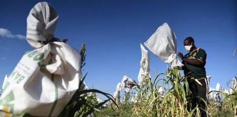 Face au changement climatique, les&nbsp;agricultures africaines au d&eacute;fi de la&nbsp;s&eacute;curit&eacute; alimentaire | Agroecologie et Syst&egrave;mes Alimentaires Durables | Scoop.it