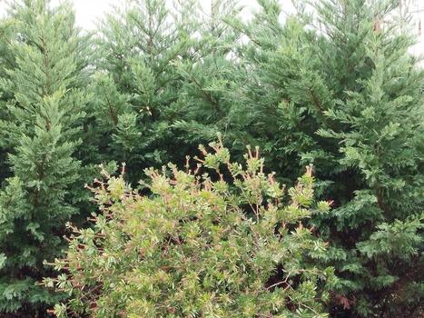 Peyrehorade : nouvelle réglementation pour le dépôt de végétaux en déchetterie | Actus du jour - 1er décembre 2025 | Scoop.it