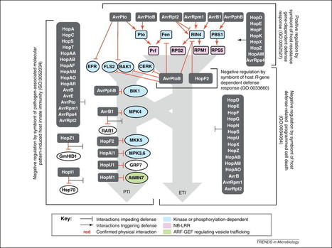 Trends in Microbiology: Pseudomonas syringae type III effector repertoires: last words in endless arguments | Plant Pathogenomics | Scoop.it