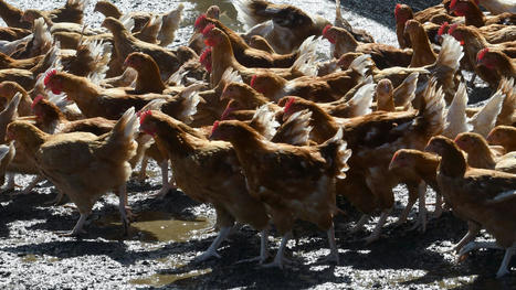 Des cuisses de poulet Loué rappelées en raison d'un risque de listériose | Toxique, soyons vigilant ! | Scoop.it