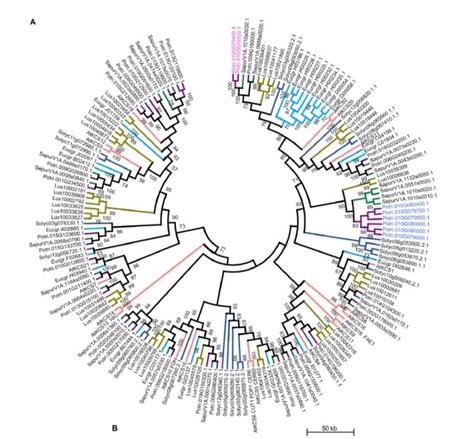 Exploiting Natural Variation to Uncover an Alkene Biosynthetic Enzyme in Poplar | The Plant Cell | Scoop.it