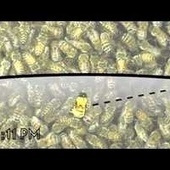 How scientists deciphered the "waggle dance" language of bees | Science News | Scoop.it