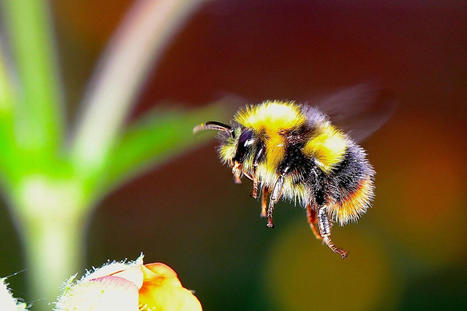 Climate change negatively impacting bumblebees, study finds | Coastal Restoration | Scoop.it