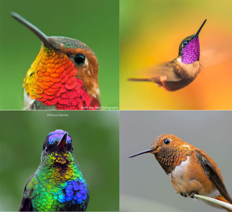 Photos - Des colibris qui émerveillent par leur plumage coloré spectaculaire | Koter Info - La Gazette de LLN-WSL-UCL | Scoop.it