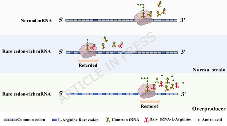 Rare-codon-tuned fluorescent biosensor for high-throughput selection of Escherichia coli strain capable of L-arginine overproduction | BMC | RMH | Scoop.it