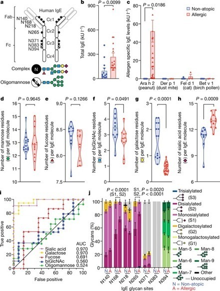 Sialylation of immunoglobulin E is a determinant of allergic pathogenicity | Allergy (and clinical immunology) | Scoop.it