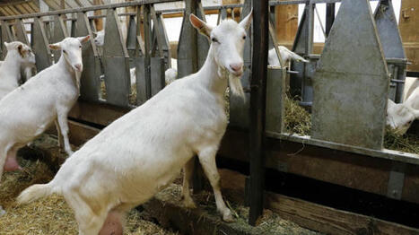 Le lait de chèvre au-dessus des 1000 kg par animal au contrôle laitier | Actualités de l'élevage | Scoop.it
