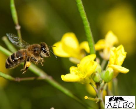 AELBO donne rendez-vous aux curieux sur les sentiers de la connaissance - Animafac | Vari&eacute;t&eacute;s entomologiques | Scoop.it