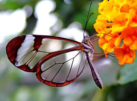Magnifiques papillons aux ailes transparentes (42 superbes photos) | Variétés entomologiques | Scoop.it