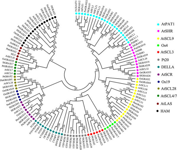 Genome-wide Identification, Phylogeny And Expre...