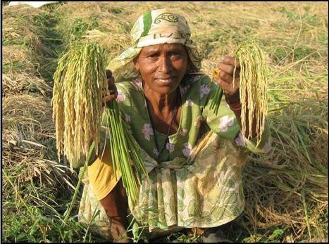 Huge potential of System of Rice Intensification: SRI needs government attention | SRI Global News ++ March - May 2025    System of Rice Intensification (SRI) | Scoop.it