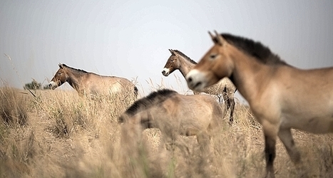 Le cheval de Przewalski, sauv&eacute; par son propre g&eacute;nome? | Cheval et Nature | Scoop.it