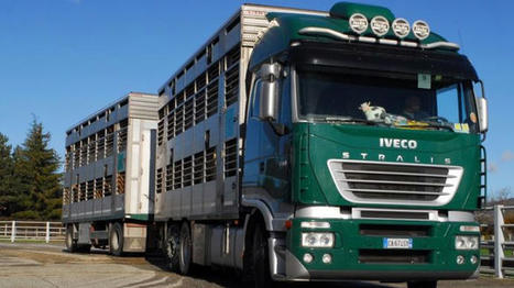 Transport des bovins : limiter le stress | Actualité Bétail | Scoop.it