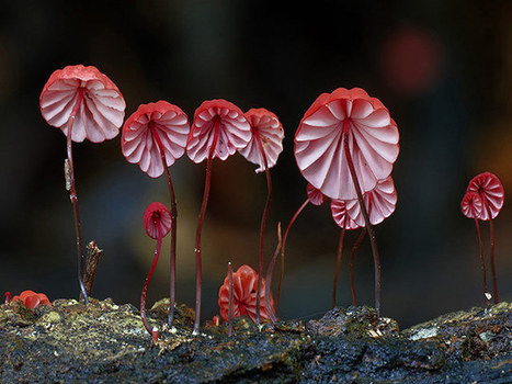 Micro fungi of Australia - in pictures | 16s3d: Bestioles, opinions & pétitions | Scoop.it