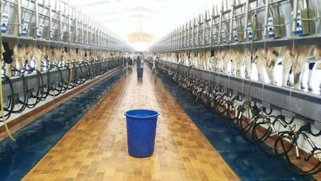 En images : à l'intérieur de la ferme laitière d'Almarai dans le désert saoudien | Lait de Normandie... et d'ailleurs | Scoop.it