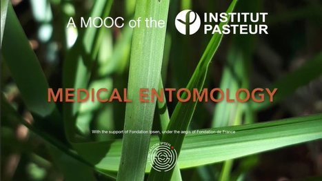 MOOC Entomologie médicale : inscriptions ouvertes | Variétés entomologiques | Scoop.it