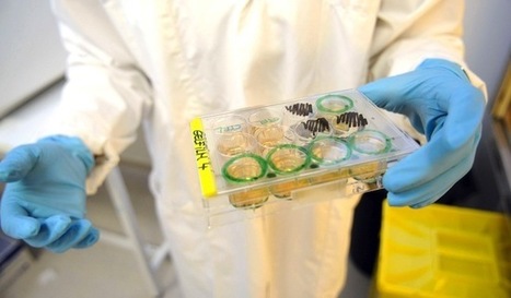 Cellules souches embryonnaires&nbsp;:  "La proposition de loi tombe comme un cheveu sur la soupe" | Bio&eacute;thique & Procr&eacute;ation | Scoop.it