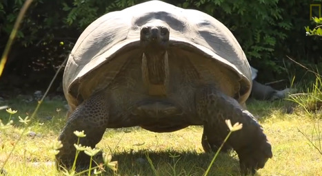 VIDÉO. Une course-poursuite avec une tortue géante d’Aldabra | Koter Info - La Gazette de LLN-WSL-UCL | Scoop.it