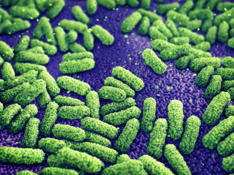 How some gut microbes awaken 'zombie' viruses in their neighbors | Daily Newspaper | Scoop.it