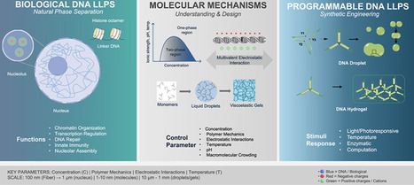 DNA-Driven Liquid&ndash;Liquid Phase Separation from Cellular Condensates to Programmable Synthetic Systems | acs | RMH | Scoop.it
