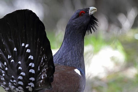 Pyr&eacute;n&eacute;es, deux nouvelles esp&egrave;ces d'oiseaux de montagne bient&ocirc;t prot&eacute;g&eacute;es, les chasseurs regrettent de ne pas avoir &eacute;t&eacute; consult&eacute;s | Vall&eacute;es d'Aure & Louron - Pyr&eacute;n&eacute;es | Scoop.it