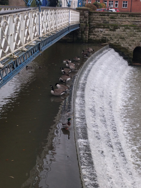 Flow theory | Teaching and Learning in HE | Scoop.it