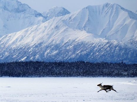 Trump Makes Last-Minute Move to Sell Oil Rights in Arctic Refuge - Greenpeace Response | Greenpeace.org | Agents of Behemoth | Scoop.it