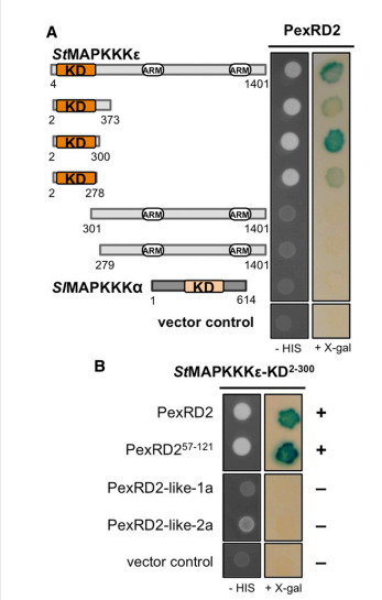 Plant Cell: Phytophthora infestans RXLR Effector PexRD2 Interacts with Host MAPKKKε to Suppress Plant Immune Signaling (2014) | Publications | Scoop.it