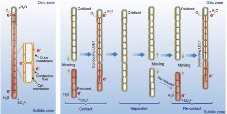 End-to-end contact enables long-distance electron transport between filaments in cable bacteria | isme | RMH | Scoop.it