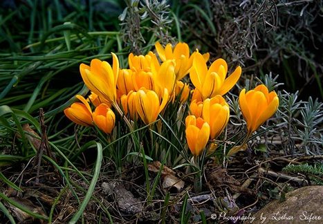 Blumen und Blüten. Frühlingsblumen, Sommerblumen und Herbstblumen | kostenlose-Bilder | Scoop.it