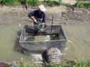 Farmers, researchers fatten fish in rice fields | Coastal Restoration | Scoop.it