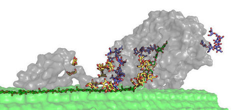 Engineering enhanced cellobiohydrolase activity | RMH | Scoop.it