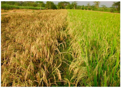 INDONESIA: Utilizing the Genetic Potentials of Traditional Rice Varieties and Conserving Rice Biodiversity with System of Rice Intensification Management | SRI Global News ++ March - May 2025    System of Rice Intensification (SRI) | Scoop.it
