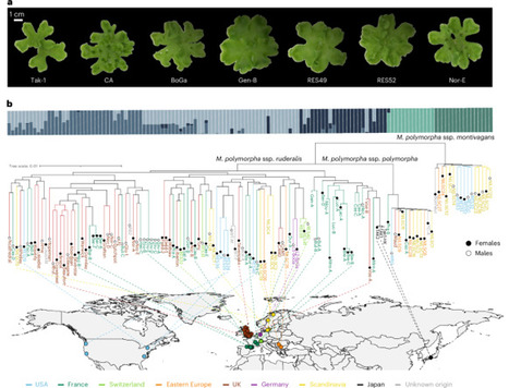 [INP-LRSV] The Marchantia polymorpha pangenome reveals ancient mechanisms of plant adaptation to the environment | Nature Genetics | Publications scientifiques | Scoop.it