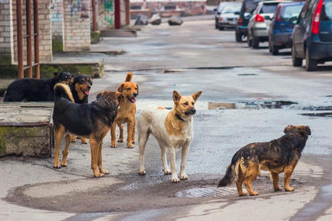 Les contraventions soumises &agrave; la proc&eacute;dure de l'amende forfaitaire (5) : la divagation d'animaux dangereux et les bruits | Veille juridique du CDG13 | Scoop.it