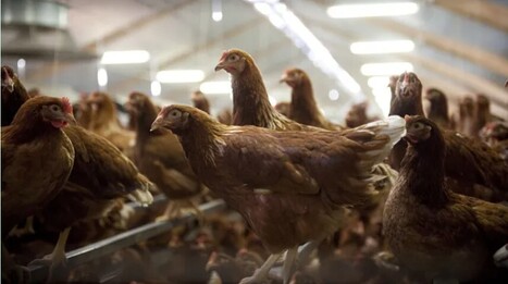 Salmonelles en &eacute;levages de poules pondeuses : un nouveau protocole pour une s&eacute;curit&eacute; sanitaire renforc&eacute;e | Alimentation Sant&eacute; Environnement : gestion des risques | Scoop.it
