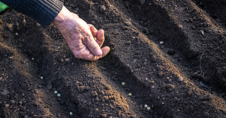 La vente de semences paysannes aux jardiniers amateurs est désormais possible | Biodiversité | Scoop.it