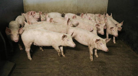 Crise de la filière porcine : l’État dévoile son dispositif de prise en charge des pertes | Actualité Bétail | Scoop.it