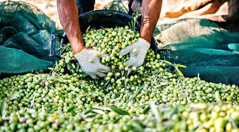 Olive Oil Times – News, Reviews and Discussion | CIHEAM Press Review | Scoop.it