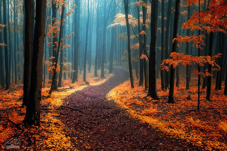 26 Magical Paths You Have To Walk On At Least Once In Your Lifetime | Digital Delights - Images & Design | Scoop.it