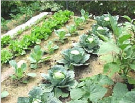 No-till Gardening | Gardening Life | Scoop.it