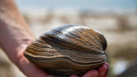 Quahog clam, named 'Aber-clam Lincoln,' found on Florida coast is believed to be 214 years old | Amazing Science | Scoop.it