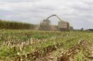 US corn ethanol fuels food crisis in developing countries | News from the world - nouvelles du monde | Scoop.it