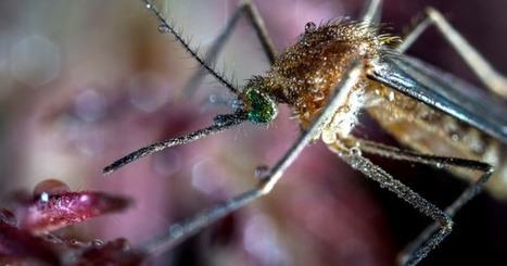 Futurism : "Scientists wiped out a mosquito population by hacking their DNA with CRISPR | Ce monde à inventer ! | Scoop.it